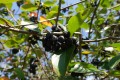 Aronia czarnoowocowa(2).jpg