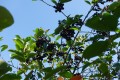 Aronia czarnoowocowa(3).jpg