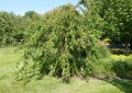 Wiśnia piłkowana 'Kiku-shidare-zakura'.jpg