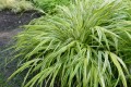 Hakonechloa 'Aureola'(1).jpg