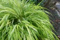 Hakonechloa 'Aureola'.jpg