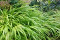 Hakonechloa smukła 'All Gold'(1).jpg