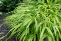 Hakonechloa smukła 'All Gold'(2).jpg