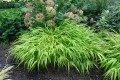 Hakonechloa smukła 'All Gold'(3).jpg