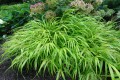 Hakonechloa smukła 'All Gold'.jpg