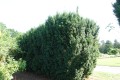 Cis pośredni 'Hicksii' (żeński)2.jpg