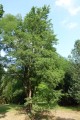 Robinia akacjowa 'Tortuosa'.jpg