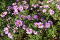 Aster 'Treffpunkt'(1).jpg