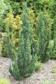 Cyprysik Lawsona Wissel's Saguaro7