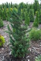 Cyprysik Lawsona Wissel's Saguaro8