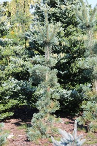 Sosna giętka 'Cesarini Blue' C10