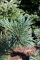 Pin. flex. Cesarinii Blue (6) (Kopiowanie).JPG