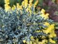 Jałowiec łuskowaty 'Tropical Blue' (Pa)3.jpg