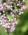 honey-bee-4318344_1280.jpg