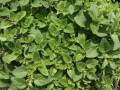 oregano-321754_1280.jpg