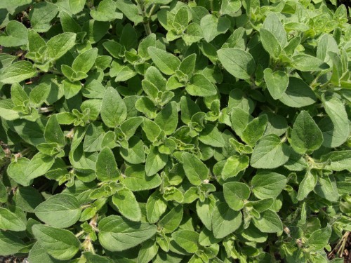 oregano-321754_1280.jpg