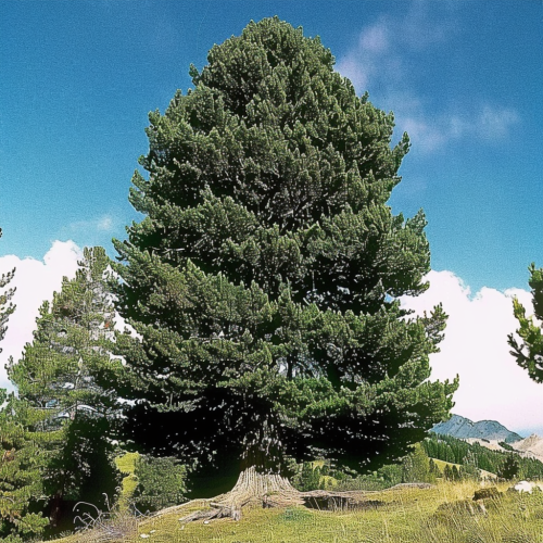 39489.png