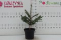 DSC08320.JPG