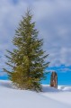 fir-tree-7716263_1280.jpg