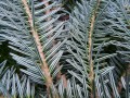 fir-branch-11319_1280.jpg