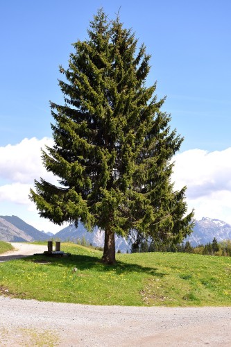 tree-767112_1280.jpg