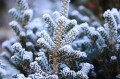 fir-tree-7632465_1280.jpg