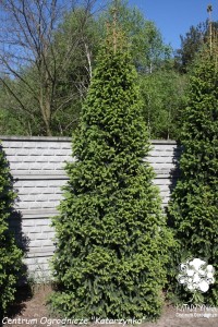 Świerk pospolity 'Cupressina' C2