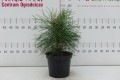 DSC08354.JPG