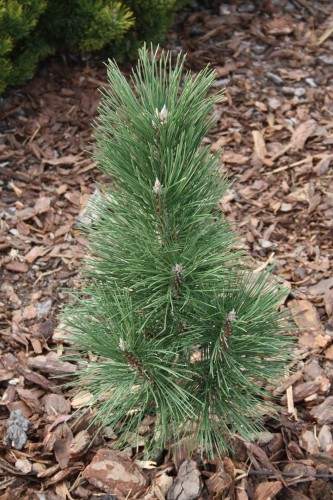 Pin. nig. Pyramidalis (1) (Kopiowanie).JPG