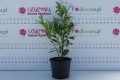 DSC08547.JPG