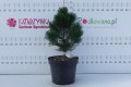 DSC08632.JPG