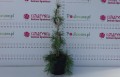 DSC08639.JPG