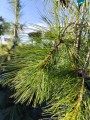 Sosna wejmutka 'Ottawa'3.jpg