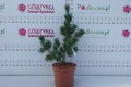 DSC08659.JPG