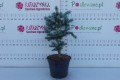 DSC08785.JPG
