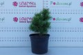 DSC08834.JPG