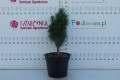 DSC08856.JPG