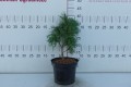 DSC08862.JPG