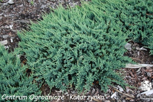 Jun. hor. Blue Chip (8) (Kopiowanie).jpg