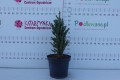 DSC09320.JPG