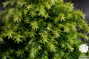 Choina kanadyjska 'Jeddeloh' C7,5