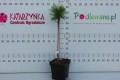 DSC09510.JPG