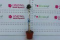 DSC09521.JPG