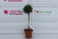 DSC09542.JPG