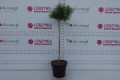 DSC09575.JPG