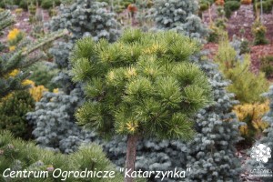 Sosna kosodrzewina 'Sunshine' (Pa) C50