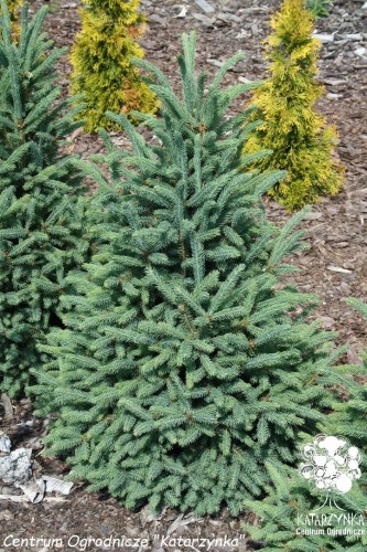 Pic. gl. Cinderella (4) (Kopiowanie).jpg