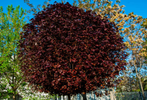 Klon pospolity 'Purple Globe' (Pa) C20