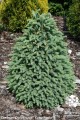 Pic. gl. Pyramidalis  (9) (Kopiowanie).jpg