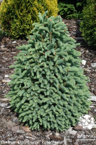 Pic. gl. Pyramidalis  (9) (Kopiowanie).jpg